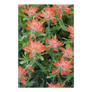 Indische Pinselblumen-Wildblumen im Many Fotodruck
