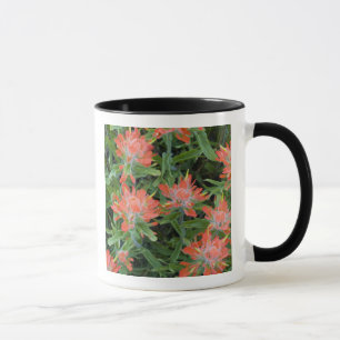 Indische Pinselblumen-Wildblumen im Many Tasse