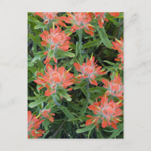 Indische Pinselbürsten-Wildblumen in den Many Postkarte
