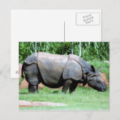 Indische Rhino4x6 Postkarte (Vorne/Hinten)
