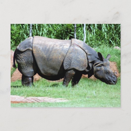Indische Rhino4x6 Postkarte (Vorderseite)