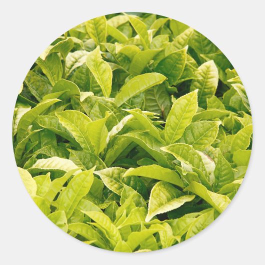 indische Teesorte Runder Aufkleber (Vorderseite)