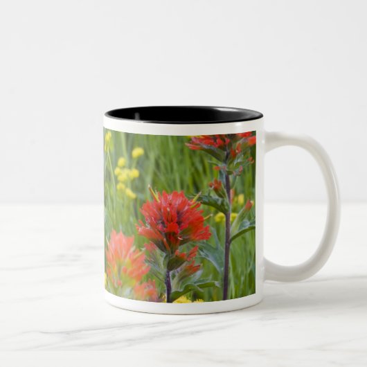 Indische Wildblumen aus Malerpinsel und Kekswurzel Zweifarbige Tasse (Rechts)