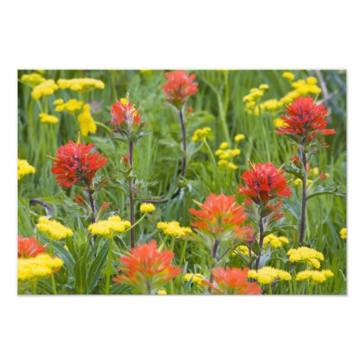 Indische Wildblumen Fotodruck (Vorne)