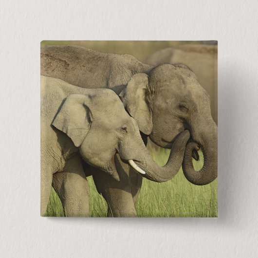 Indischer Asiatischer Elefant Button (Vorderseite)