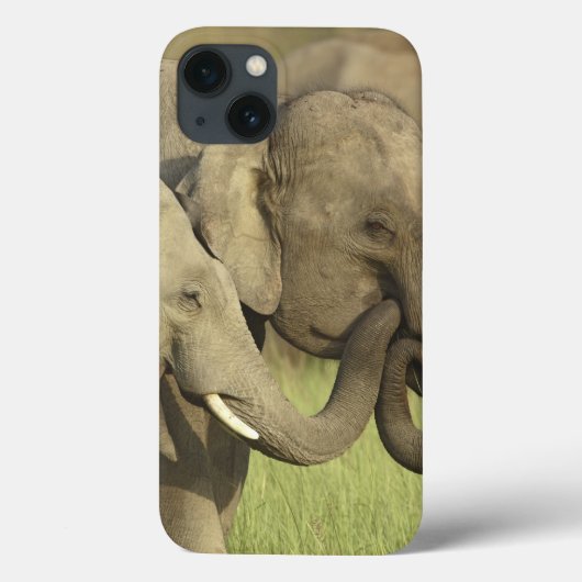 Indischer Asiatischer Elefant Case-Mate iPhone Hülle (Rückseite)