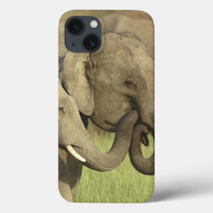 Indischer Asiatischer Elefant iPhone 13 Hülle