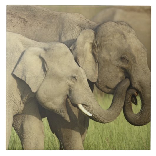 Indischer Asiatischer Elefant Fliese (Vorderseite)
