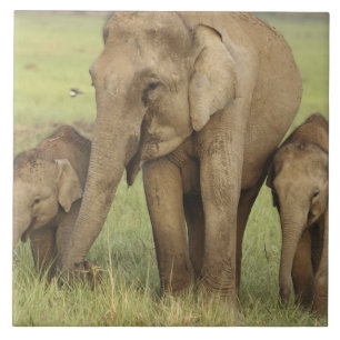 Indischer Asiatischer Elefant & Jungtiere Fliese