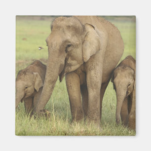 Indischer Asiatischer Elefant & Jungtiere Magnet