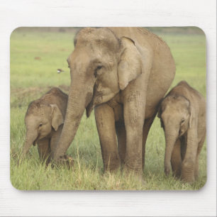Indischer Asiatischer Elefant & Jungtiere Mousepad