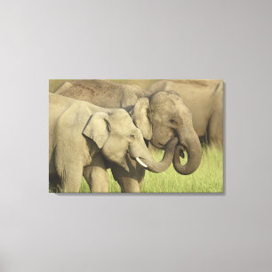 Indischer Asiatischer Elefant Leinwanddruck