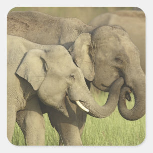 Indischer Asiatischer Elefant Quadratischer Aufkleber