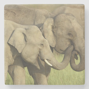 Indischer Asiatischer Elefant Steinuntersetzer