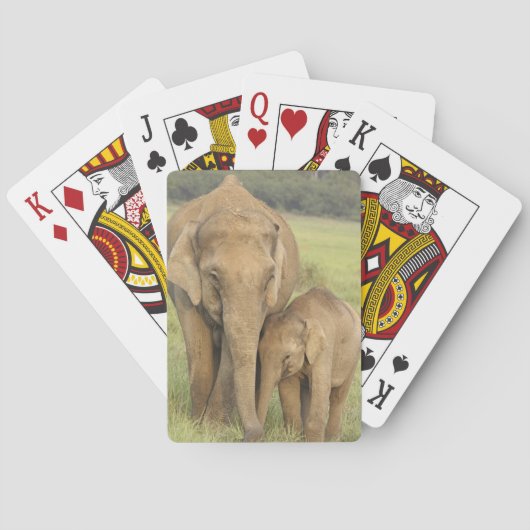 Indischer/asiatischer Elefant und Junge einer, Spielkarten (Rückseite)