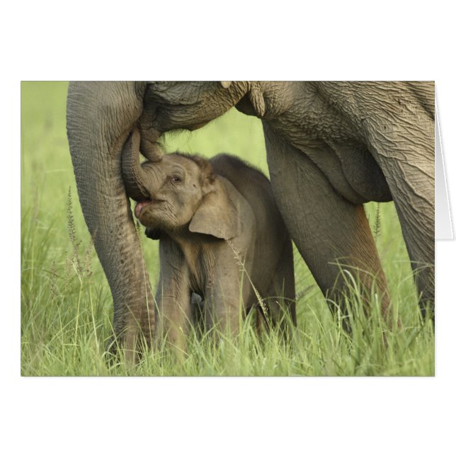 Indischer/asiatischer Elefant und junger Mann,Corb (Vorderseite (Horizontal))