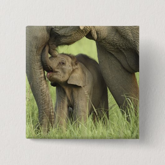 Indischer/asiatischer Elefant und junger Mann,Corb Button (Vorderseite)