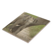 Indischer/asiatischer Elefant und junger Mann,Corb Fliese (Seite)
