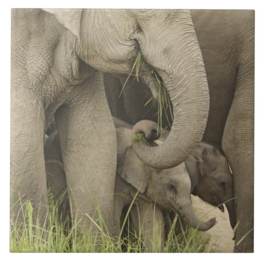 Indischer/asiatischer Elefant und junger Mann,Corb Fliese (Vorderseite)