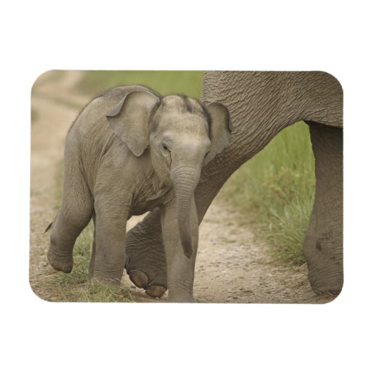 Indischer/asiatischer Elefant und junger Mann,Corb Magnet (Horizontal)