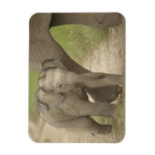 Indischer/asiatischer Elefant und junger Mann,Corb Magnet (Vertikal)