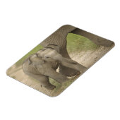 Indischer/asiatischer Elefant und junger Mann,Corb Magnet (Linke Seite)