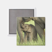 Indischer/asiatischer Elefant und junger Mann,Corb Magnet (Vorderseite/Rückseite)