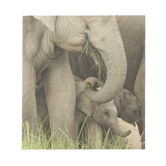 Indischer/asiatischer Elefant und junger Mann,Corb Notizblock (Vorderseite)