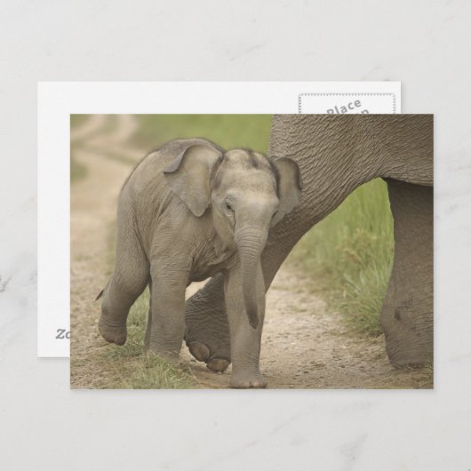 Indischer/asiatischer Elefant und junger Mann,Corb Postkarte (Vorne/Hinten)
