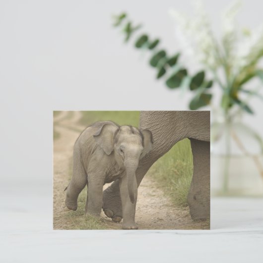 Indischer/asiatischer Elefant und junger Mann,Corb Postkarte (Stehend Vorderseite)