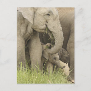 Indischer/asiatischer Elefant und junger Mann,Corb Postkarte