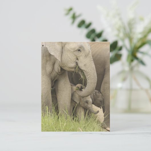 Indischer/asiatischer Elefant und junger Mann,Corb Postkarte (Stehend Vorderseite)