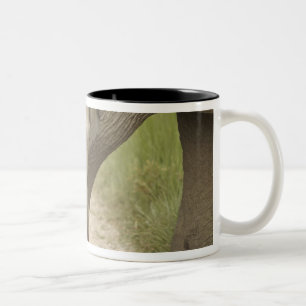 Indischer/asiatischer Elefant und junger Mann,Corb Zweifarbige Tasse