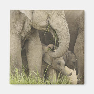 Indischer / Asiatischer Elefant und Jungtier, Corb Magnet