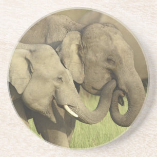 Indischer Asiatischer Elefant Untersetzer