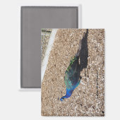 Indischer Blaue Pfau Magnet (Vorderseite/Rückseite)