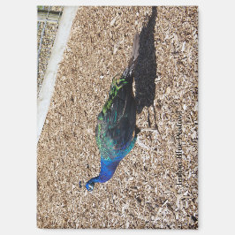 Indischer Blaue Pfau Magnet