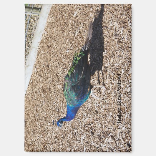 Indischer Blaue Pfau Magnet (Vorderseite)