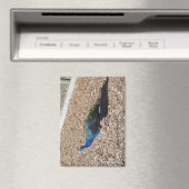 Indischer Blaue Pfau Magnet (In Situ (Geschirrspüler))