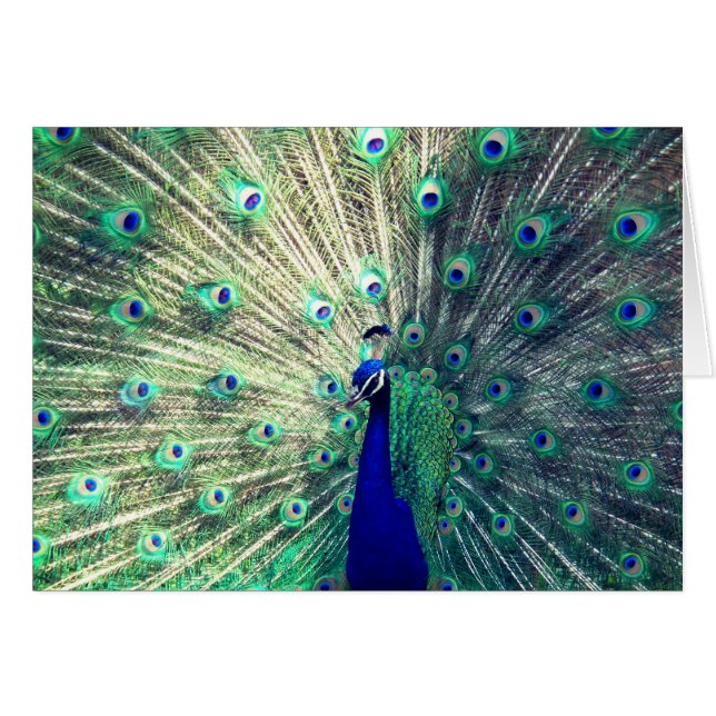 Indischer blauer Pfau (Vorderseite (Horizontal))