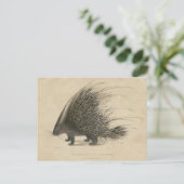 Indischer Crested Porcupine Postkarte (Stehend Vorderseite)