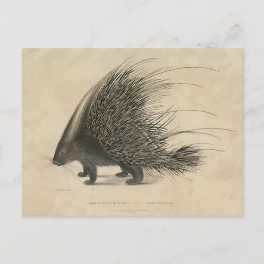 Indischer Crested Porcupine Postkarte (Vorderseite)