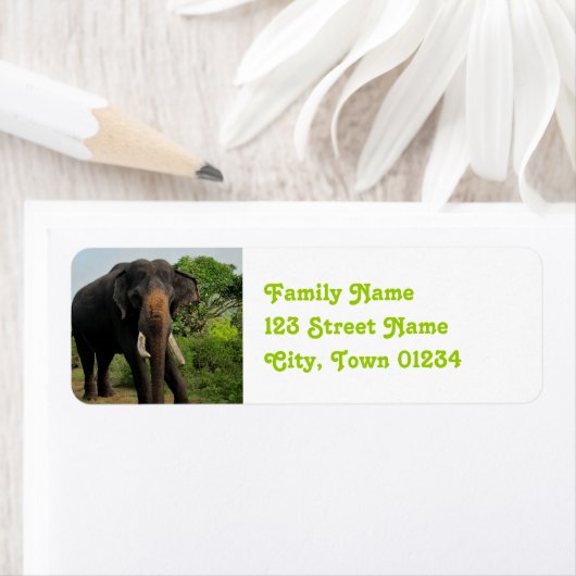 Indischer Elefant (Insitu)