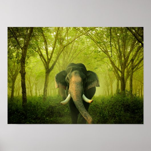 Indischer Elefant Atemberaubender großer Säugetier Poster (Vorne)