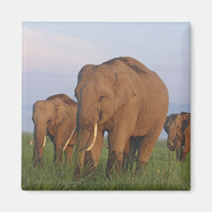 Indischer Elefant im Grasland Magnet