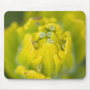 Indischer Goldener Pinsel Castilleja 2 Mousepad