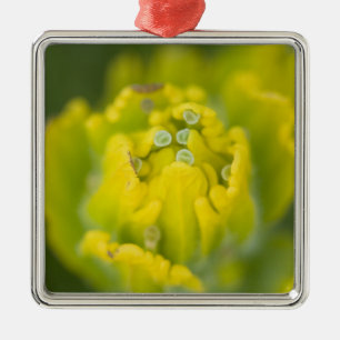Indischer Goldener Pinsel Castilleja 2 Ornament Aus Metall
