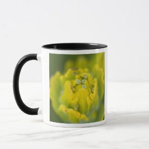 Indischer Goldener Pinsel Castilleja 2 Tasse
