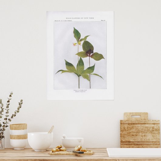 Indischer Gurken-Wurf, Medeola virginiana Poster (Küche)