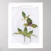 Indischer Gurken-Wurf, Medeola virginiana Poster (Vorne)